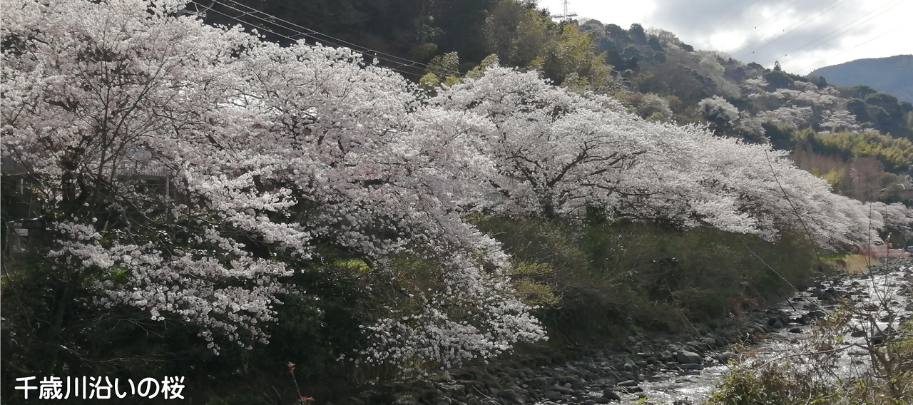 千歳川沿い桜